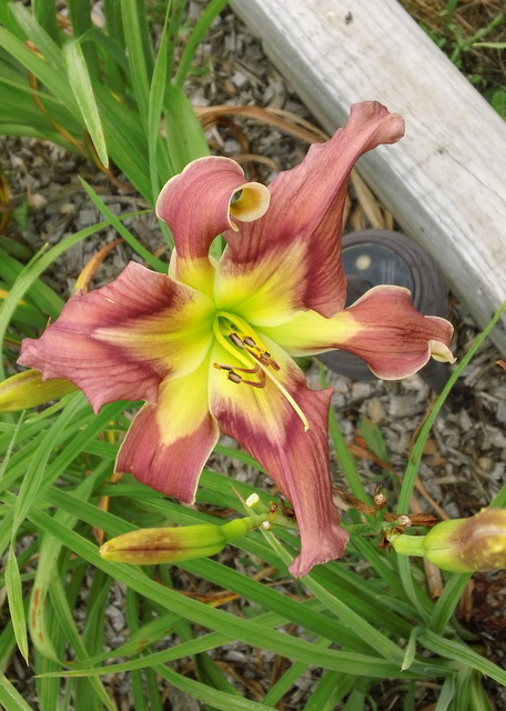 Seeds Linley x Roaring Lions Daylily Seeds 15 